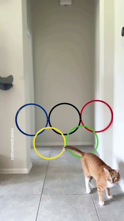 Kittens new viral funny video 😂📸 cats lover 😍🤣 animals love 😘❤️#shorts #shortvideos #viralshorts #viralvideos #funnyvideos #funny #comedy #kittens #cats #animals #love #care