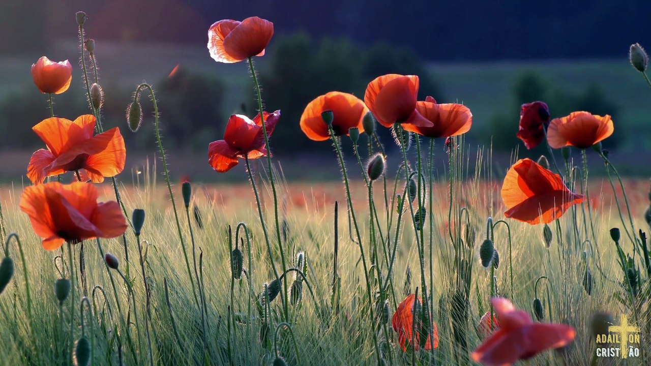 TUDO ESTÁ EM TUAS MÃOS | Meida & Renata | Hino cantado em Momentos no Tabernáculo da Fé