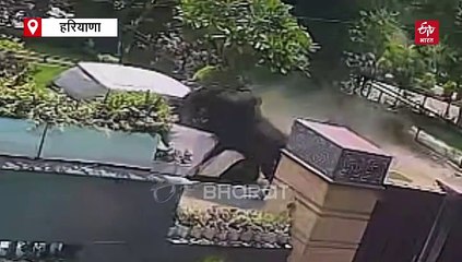 यमुनानगर में दो सांड हुए ऑउट ऑफ कंट्रोल, सड़क बनी WWE का अखाड़ा, कार को भारी नुकसान, देखें Video
