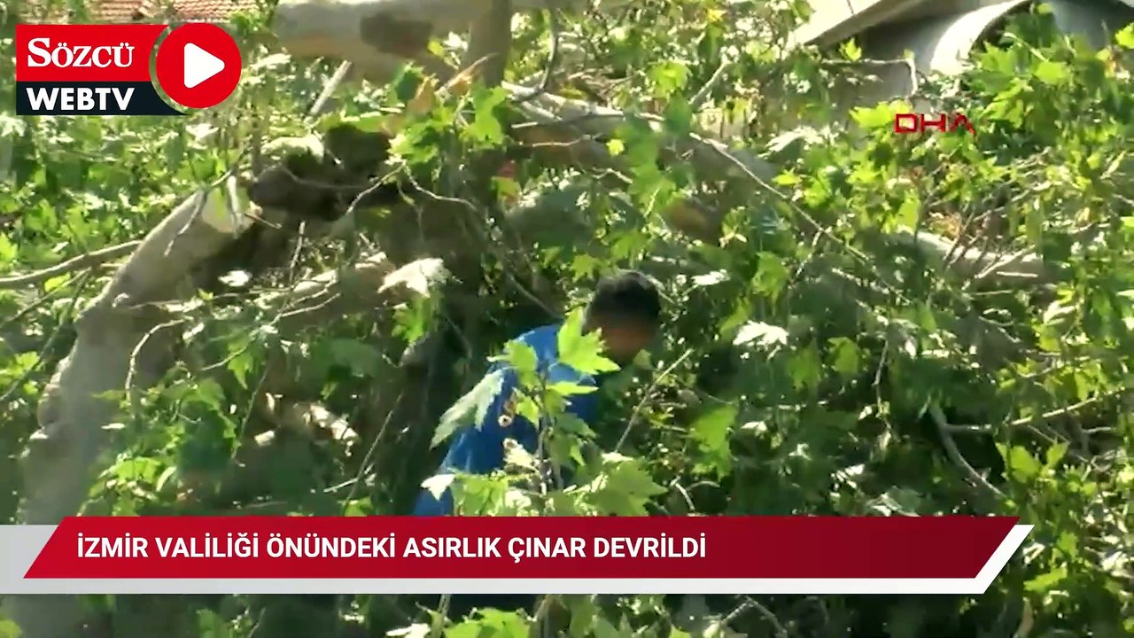 İzmir Valiliği önündeki asırlık çınar devrildi; o anlar kamerada