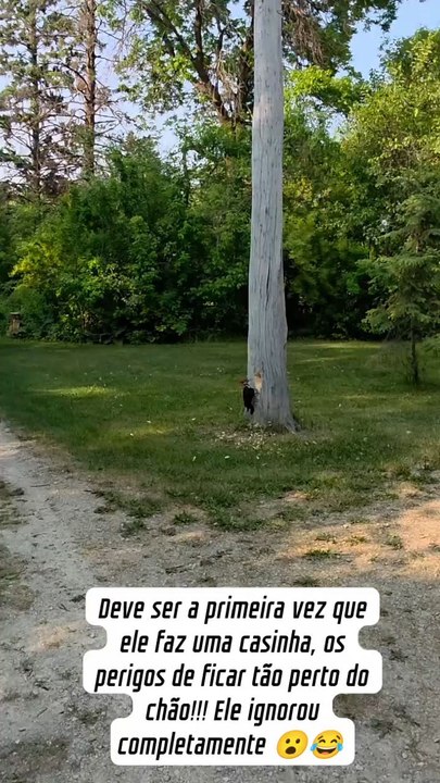 animal