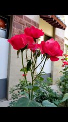The Beauty of Red Flowers in the Front Garden of the House Terrace