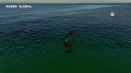 Karadeniz'de sürü halinde dolaşan yunuslar dronla görüntülendi