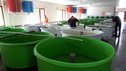 Sadece 150 Adet Kaldı: Amasya’da 100 Bin Yavru Üretilecek!