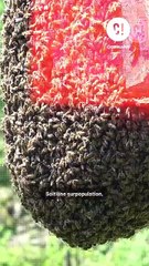 Un nid d'abeilles dans les murs de cette maison ?