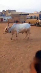 cow fighting