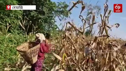 মাকৈৰ খেতিৰে বছৰত ৯-১০ লাখ উপাৰ্জন: জোনাইৰ এজন যুৱকৰ কৃষি বিপ্লৱ