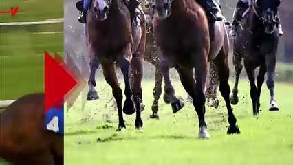 What Do Horses Really Think About Racing?.mp4