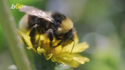 These Bumblebees Can Survive Underwater—and Scientists Are Buzzing.mp4