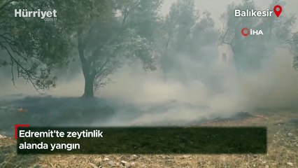 Edremit'te zeytinlik alanda yangın