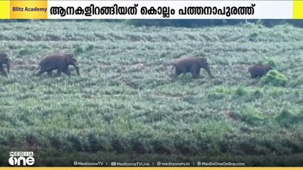 കൃഷി നശിപ്പിച്ച് കാട്ടാനകൾ.. കൊല്ലം പത്തനാപുരത്ത് പൊറുതിമുട്ടി നാട്ടുകാർ