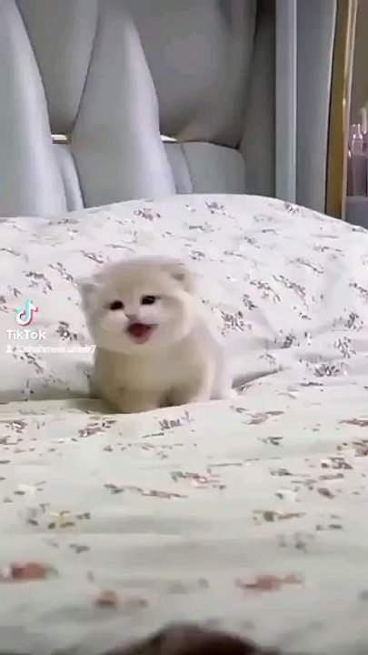 #Cute​ #AI​ #Pets​ #Illustration​ #GraphicDesign​ #CatLovers​ #CatArt​ #aiart​ #bing​ #aiartcommunity​ #aiartist​ #aiartwork​ #cat​ #love​ #catshorts​ #catfunny​ #funny​ #meow​ #cats​ #cartoon​ #kitten​ #tiktok​ #aicat​  #cutecat​