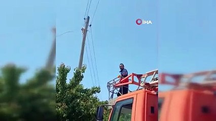 Kars’ta elektrik direğinde mahsur kalan kedi kurtarıldı