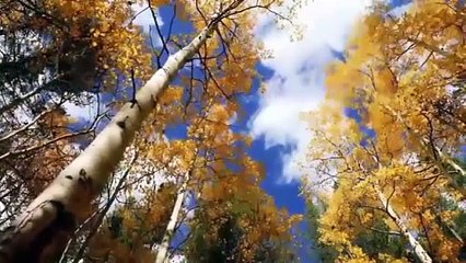 Música de Meditación para Relajar Mente y Cuerpo - Energía Positiva