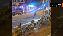 影片：60隻加拿大鵝家庭漫步街頭，令Reddit用戶著迷