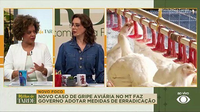 Ministério confirma foco de gripe aviária em aves domésticas no MT | Melhor da Tarde