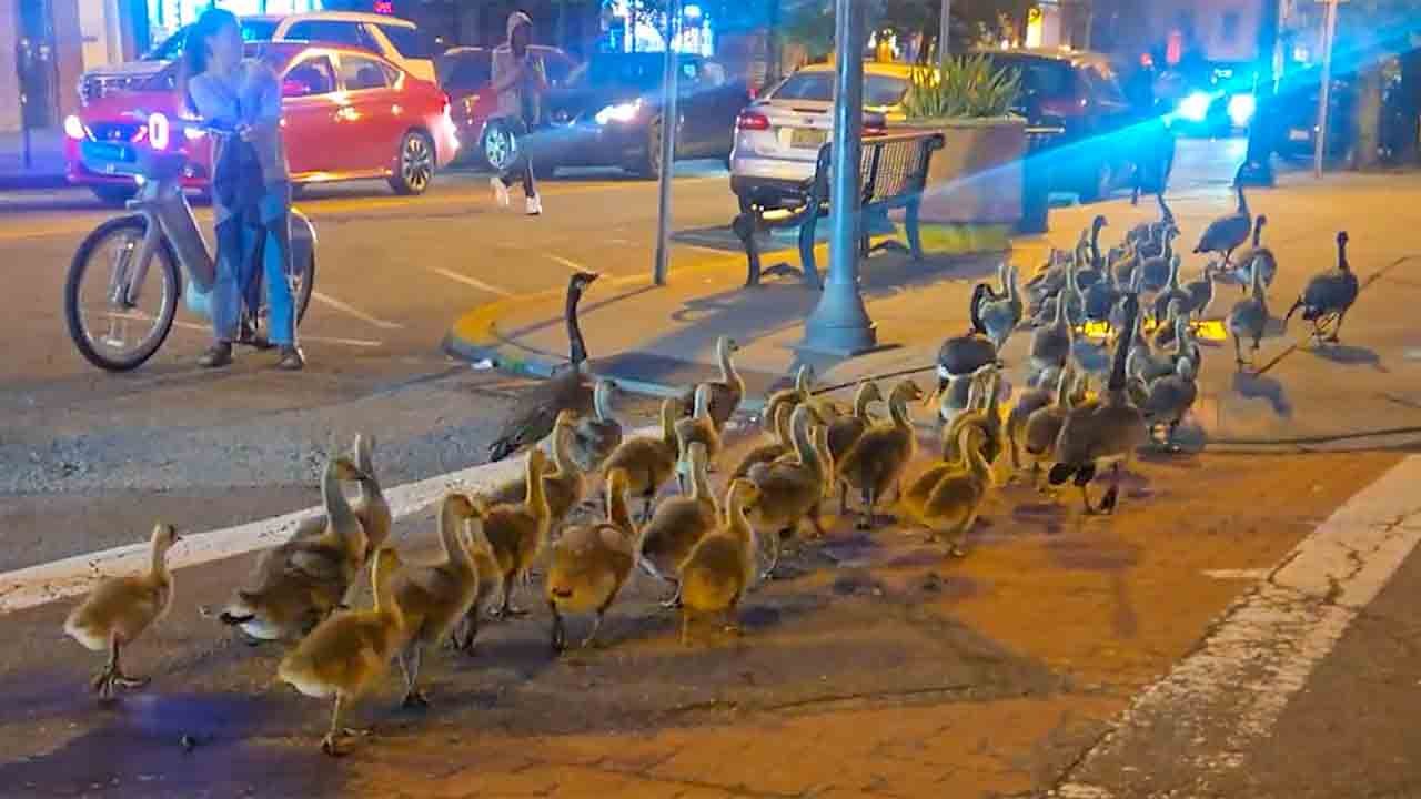 영상: 캐나다 거위 60마리 가족, 거리를 행진하며 레딧 사용자들을 사로잡다