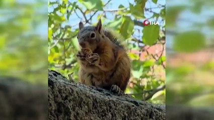Görenler gözlerine inanamadı! Yaramaz sincap bayramı böyle yaşadı
