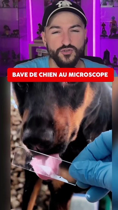 DE LA SALIVE AU MICROSCOPE ?