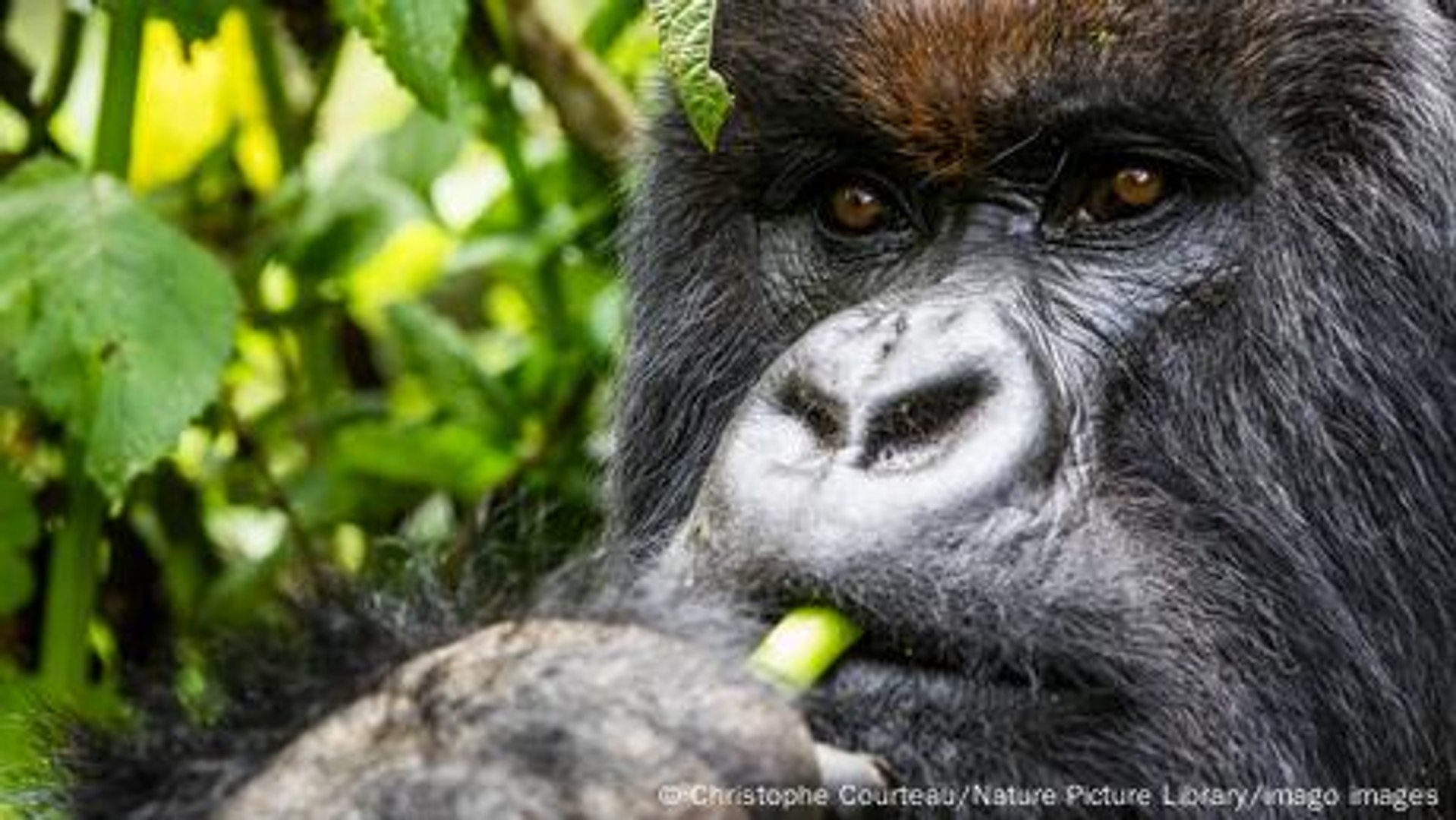 ⁣In Uganda, former poachers now protect mountain gorillas
