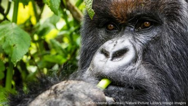 In Uganda, former poachers now protect mountain gorillas