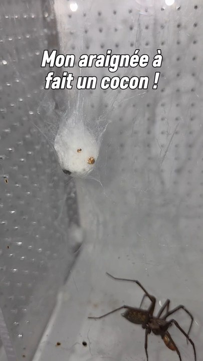 Mon araignée à pondu ses premiers œufs et fait un cocon ! Je la garde à l'œil et je vous donnerai des informations sur la suite ! 🏻