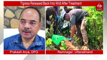 Uttarakhand: Tigress Released Back Into Wild After Treatment