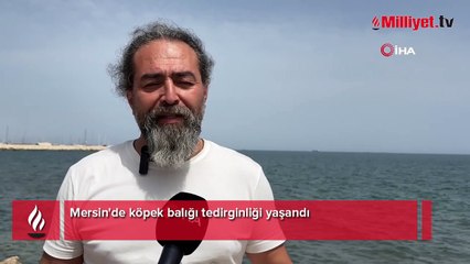 Plajda köpek balığı korkusu! Sahil boşaltıldı gerçek ise bambaşka çıktı