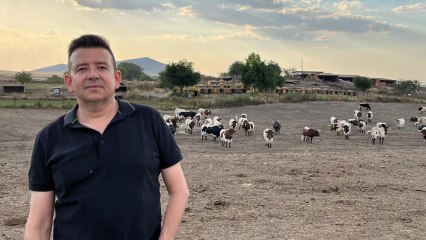 Gustavo Aranda en su explotación de bueyes en Pulgar (Toledo).