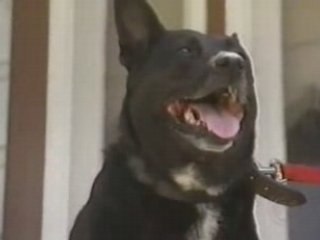 [l'Âme Animal]Jack sauvé par son chien