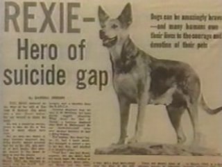 [l'Âme Animal]chien sauve les suicidaires