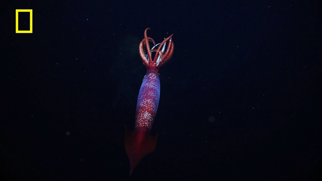 Watch the First-Ever Footage of a Living Gonatus Antarcticus Squid