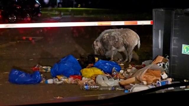 Des sangliers saccagent leurs poubelles chaque nuit, ces habitants sont à bout