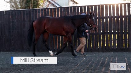 TDN Stallions: Mill Stream