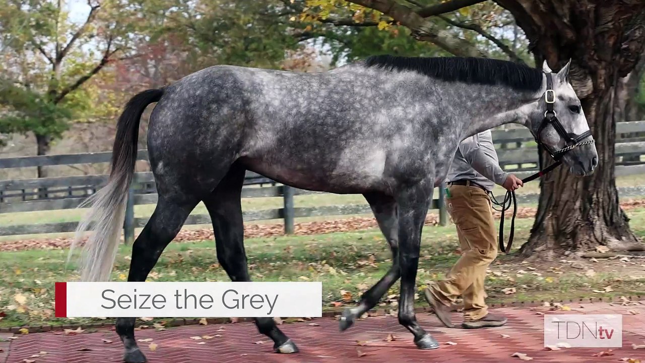 Seize the Grey