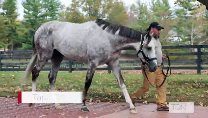 TDN Stallions: Tapit Trice