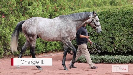 TDN Stallions: Charge It