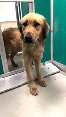 🐶 Left Behind by His Family — This Dog Picks Out His First Toy Duck 💛🛍️