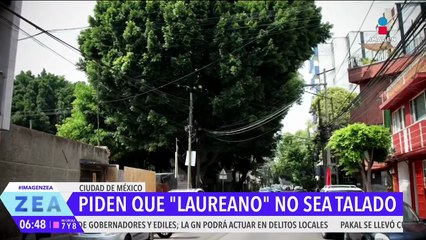 Piden que Laureano, un árbol de 100 años, no sea talado