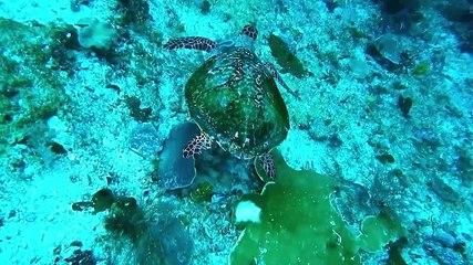 Arribo de tortugas en 2023 y 2024 cayó un 40 por ciento debido a la presencia del fenómeno La Niña