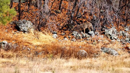 Asian Wild Dog eating deer carcass on river in topical rainforest.