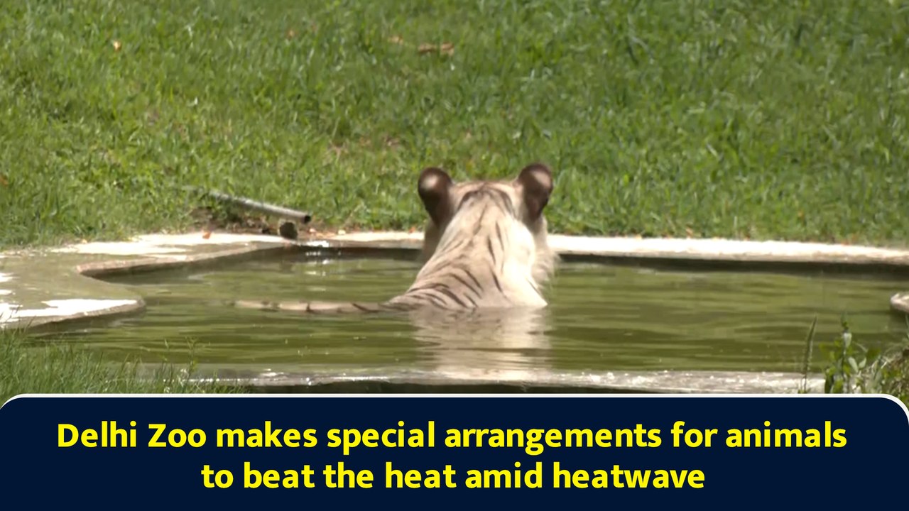 Delhi Zoo makes special arrangements for animals to beat the heat amid heatwave