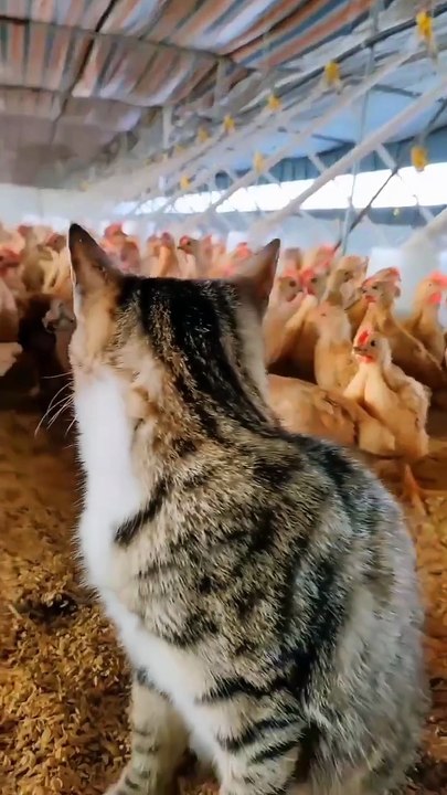 Cat & Hen Besties? 🐔😺 Watch This Unexpected Friendship Unfold!
