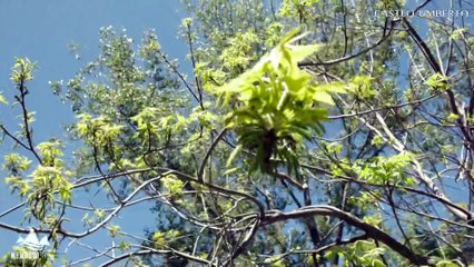 Nebrodi Tour: Castell'Umberto puntata 2