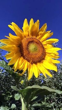 ayçiçeği ve arılar (sun flower and bees)