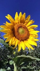 ayçiçeği ve arılar (sun flower and bees)