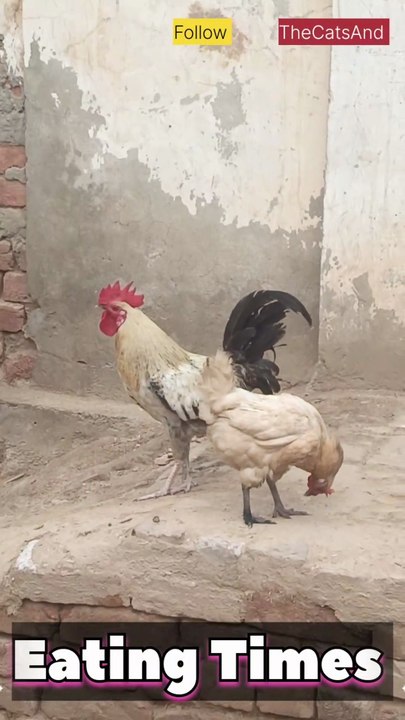Rooster Eating Schedule | Rooster Feeding Times | #foryou #roosters #murga #feeding @TheCatsAnd