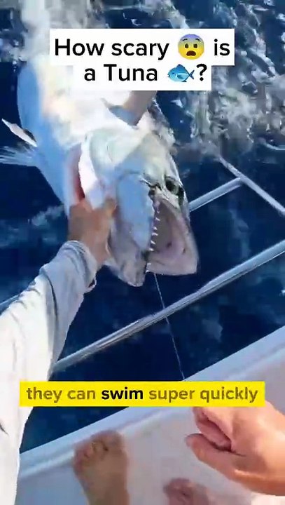 How scary is a tuna if you were a fish_ _fish _importantinformation _nature _sea _fishing