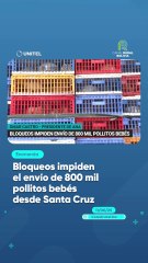 Bloqueos impiden el envío de 800 mil pollitos bebés desde Santa Cruz