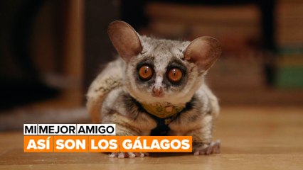 ¿Cómo es la vida con dos gálagos como mascotas?
